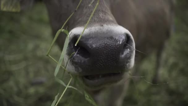 Κοντινό Πλάνο Μιας Καφέ Αγελάδας Τρώει Αποκόμματα Χόρτου Και Δείχνει — Αρχείο Βίντεο