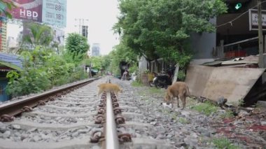 Bangkok Bangkok Sokak Pazarı 'nda tren yolu kenarında yürüyen bir kedi ve bir köpek.