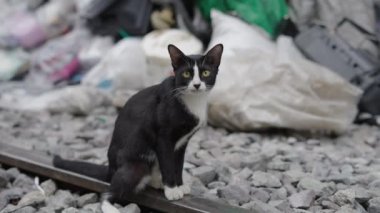 Bangkok Caddesi 'ndeki bir demiryolunda patisini yalıyor.
