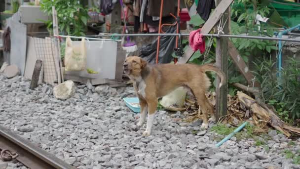 在泰国曼谷街市 他的主人把狗拴在铁轨边上 — 图库视频影像