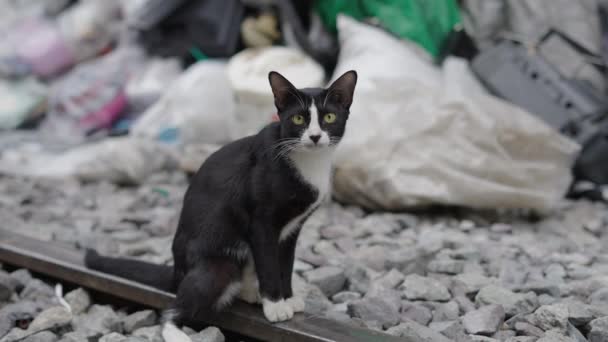 Czarno Biały Kot Liżący Łapę Torach Kolejowych Bangkok Street Markets — Wideo stockowe
