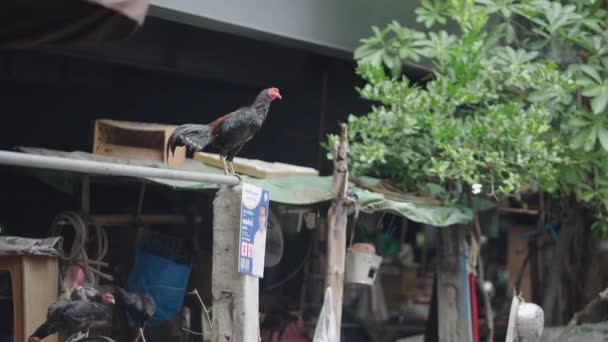 Tupp Ett Tak Ett Hus Ödmjuka Människor Bangkok Bangkok Street — Stockvideo