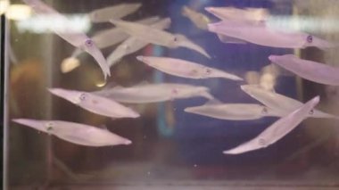 Bangkok 'taki bir Tayland gıda pazarında mürekkep balığı akvaryumu doldurdu.