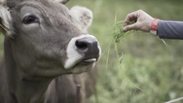 Hombres Adultos Alimentan Con Hierba Vaca Marrón Valle Verde — Vídeo de stock