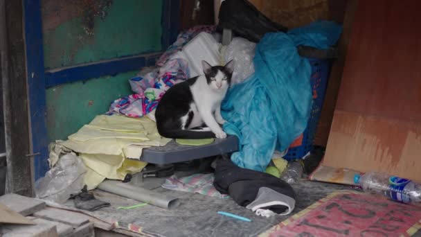 Gato Blanco Negro Lamiendo Pata Entre Basura Basura Bangkok Bangkok — Vídeos de Stock