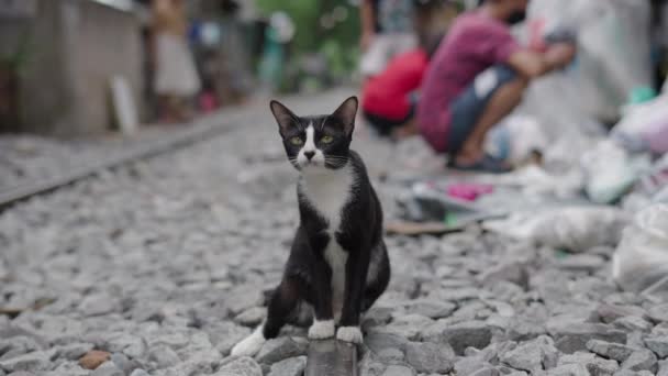 Gato Blanco Negro Lamiendo Pata Con Gente Fondo Bangkok Street — Vídeos de Stock