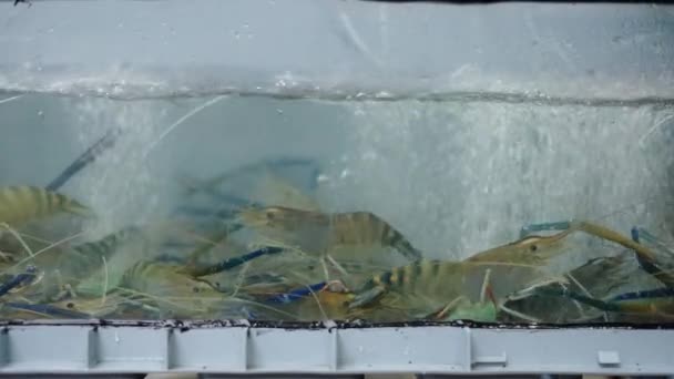 Gruppe Blauer Garnelen Einem Street Food Markt Aquarium Thailand Bangkok — Stockvideo