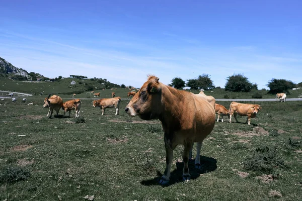 Grande Vache Brune Avec Museau Plein Mouches Côté Troupeau Pâturage — Photo