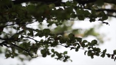 Danimarka 'da bir ormandaki büyük yeşil bir ağacın birkaç dalının görüntüsü - Avrupa seyahati