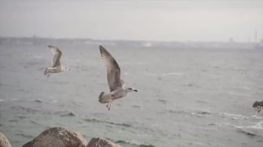 Martılar denizin kayalıklarından uçar ve diğeri havada süzülür - Avrupa seyahati