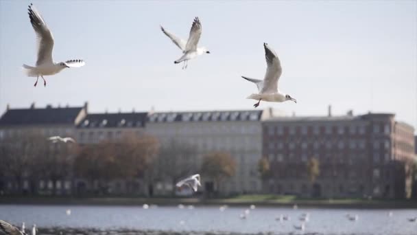 Seagulls Fly Lake Building Background Copenhagen Europe Travel — Stock Video