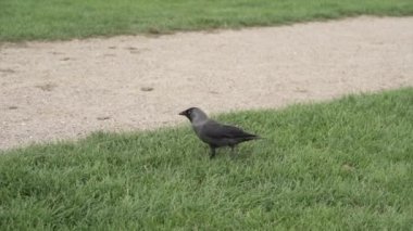 Coloeus monedula Kopenhag 'da eşinin yanından uçmaya başlar - Avrupa seyahati