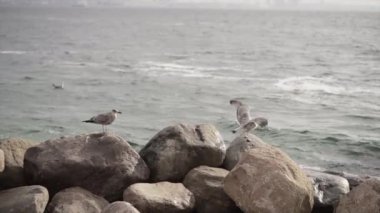 Bulutlu bir günde bazı taşlara tünemiş bir çift martı - Avrupa seyahati