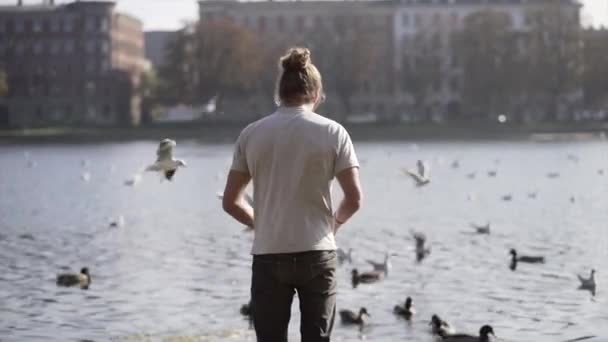 Kaukasische Man Met Paardenstaart Voedt Meervogels Kopenhagen Europa Reizen — Stockvideo