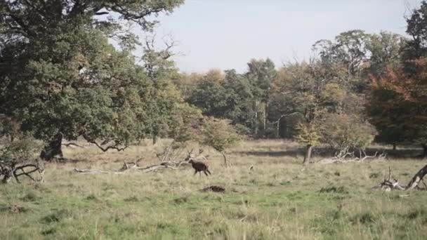 Cervus Elaphus Пробирається Через Ліс Данії — стокове відео