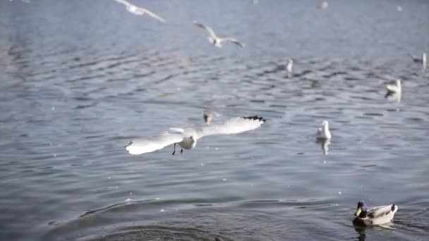 Sirály Búvárkodás Élelemért Elijeszti Kacsát Európa Utazás — Stock videók