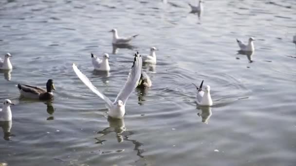 Some Gulls Fly Away Gaze Other Ducks Gulls Europe Travel — Stock Video