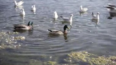 Martılar ve bir ördek Danimarka gölünde yemek için savaşıyor - Avrupa seyahati
