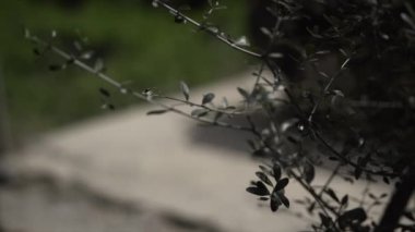 Kırsal bir yolda ağır çekimde yürüyen genç bir beyaz adamın odaklanma klipsi. - Paradisiac İspanyol mekanları