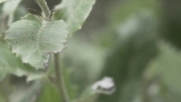 Clip Desenfocado Plantas Vegetación Silvestre Mallorca Cámara Lenta Lugares Paradisíacos — Vídeos de Stock