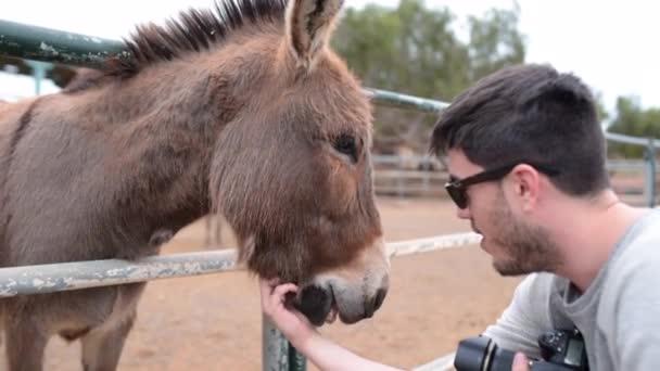 Homme Caucasien Lunettes Soleil Caresse Bouche Une Mule Dans Une — Video