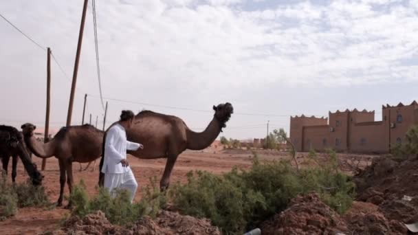 Homem Caucasiano Acariciando Camelo Descansando Com Seus Companheiros País Árabe — Vídeo de Stock