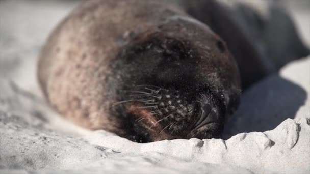 ニュージーランドのサンフライ湾のビーチで砂の上で眠っているシールのクローズアップ 自然コンセプト — ストック動画