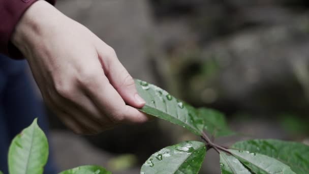 Nahaufnahme Der Hand Die Blätter Einer Pflanze Sanft Mit Wassertropfen — Stockvideo