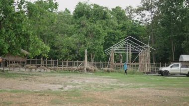 Çoban uzaktaki Chiang Mai 'de koyun güder - alternatif turizm