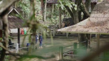 Sığınakta yetişkin bir fil ve onun bakıcıları bir tapınağın karşısında - Asya bölgelerinde