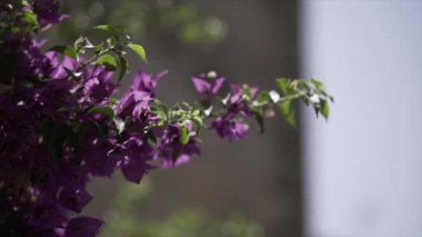 Güneşli bir günde birkaç küçük mor yaprağı olan yeşil ince bir gövdenin yakın çekim videosu. - Paradisiac İspanyol mekanları