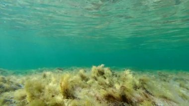 Yosun mercanında saklanan yalnız bir salemon balığı sualtı görüntüsü. - Paradisiac İspanyol mekanları