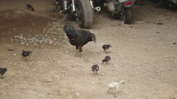 Ενηλίκων Κότα Και Νεοσσούς Της Ράμφος Στο Έδαφος Chiang Mai — Αρχείο Βίντεο