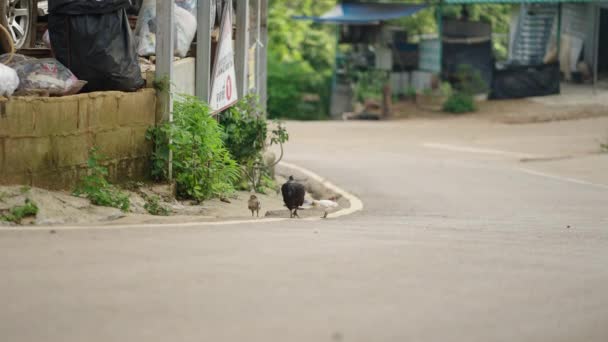 Pulcini Con Loro Madre Gallina Una Strada Villaggio Thailandia Località — Video Stock