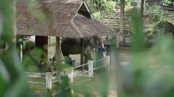 Pfleger Mit Einem Elefanten Einem Waldschutzgebiet Chiang Mai Asiatische Standorte — Stockvideo