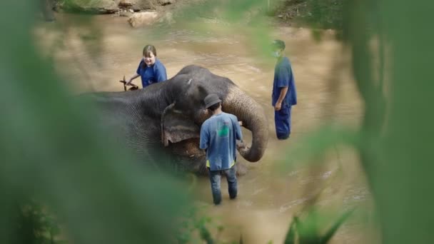 Gruppe Von Arbeitern Reinigt Einen Elefanten Mit Flusswasser Nordthailand Asiatische — Stockvideo