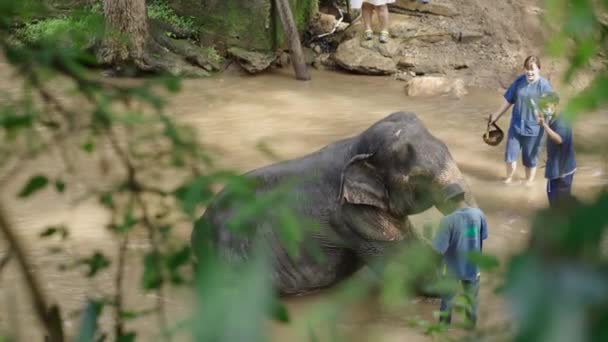 泰国河流里洗大象的一群人 亚洲地点 — 图库视频影像
