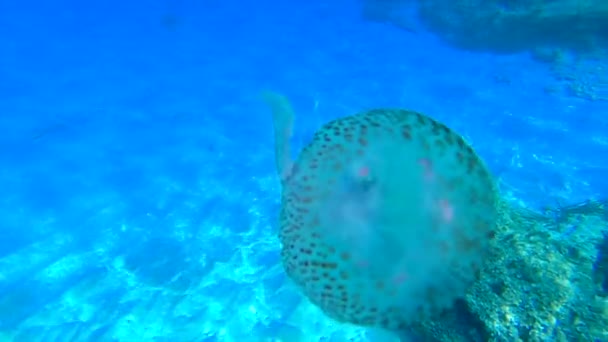 Vista Vicino Una Medusa Pelagia Noctiluca Accanto Corallo Mediterraneo Località — Video Stock