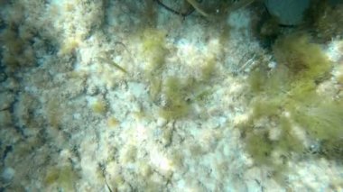 Deniz tabanının yanında yüzen bir salema porgy grubunun statik sualtı görüntüsü. - Paradisiac İspanyol mekanları