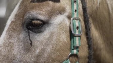 Güneşli bir günde yeşil dizginli kahverengi at kafası. - Paradisiac İspanyol mekanları