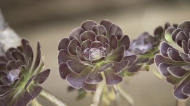 Kapalı bir bahçedeki aeonyum arboryum süslü çiçeğin makro görüntüsü. - Paradisiac İspanyol mekanları