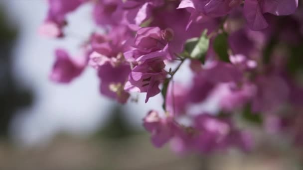 Closeup Focus Pull Video Bougainvillea Flowers Some Green Leaves Sunny — Stock Video