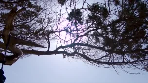 Backlight View Sun Branches Sparse Top Tree Paradisiac Spanish Locations — Stock Video