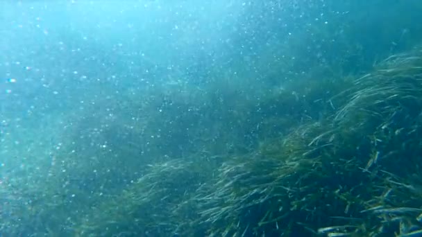 在绿色海藻珊瑚旁边有一个气泡流的水下手持图像 偏执狂的西班牙地点 — 图库视频影像