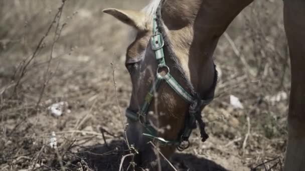 Медленный Вид Коричневой Испанской Лошади Уздечками Жрущими Конюшне Paradisiac Spanish — стоковое видео