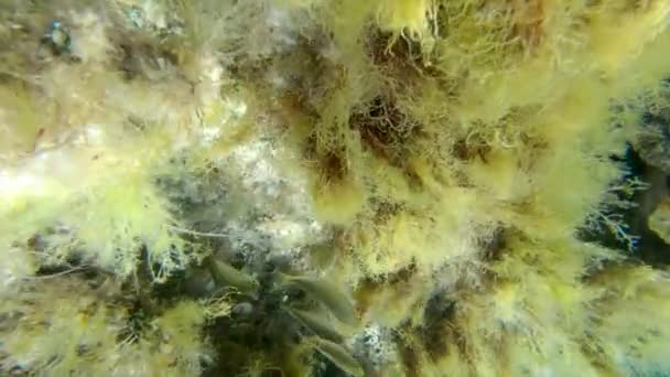 地中海性藻類サンゴの中で泳ぐ野生のサレマのポージー魚もいます パラディアック スペイン語 — ストック動画