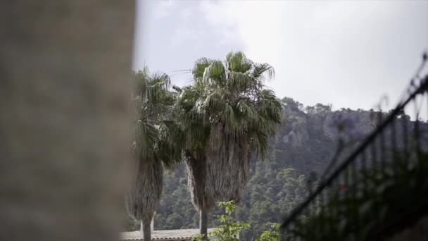 Άποψη Αργής Κίνησης Δύο Μακρινών Φοινίκων Στη Μαγιόρκα Paradisiac Ισπανικές — Αρχείο Βίντεο