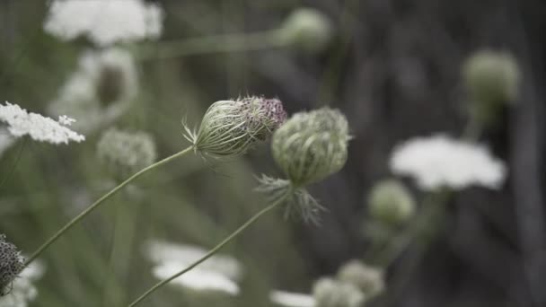 一种不成熟花蕾的宏观慢动作剪贴片 它发出纤细的茎 偏执狂的西班牙地点 — 图库视频影像