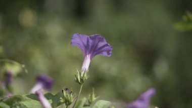 Ağır çekimde vahşi bir mor çiçeğin Dolly yakın çekimi. - Paradisiac İspanyol mekanları
