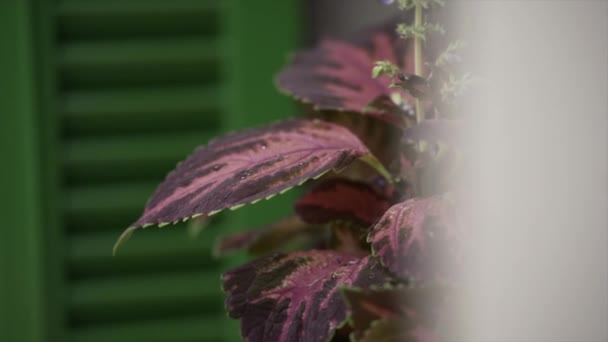 Крупный План Бордового Декоративного Растения Большими Острыми Листьями Paradisiac Spanish — стоковое видео